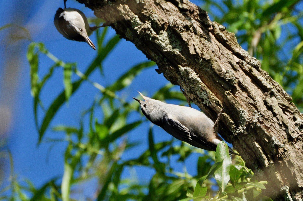 An adult White-breasted Nuthatch preparing to feed its young by Putneypics is licensed under CC BY 2.0.